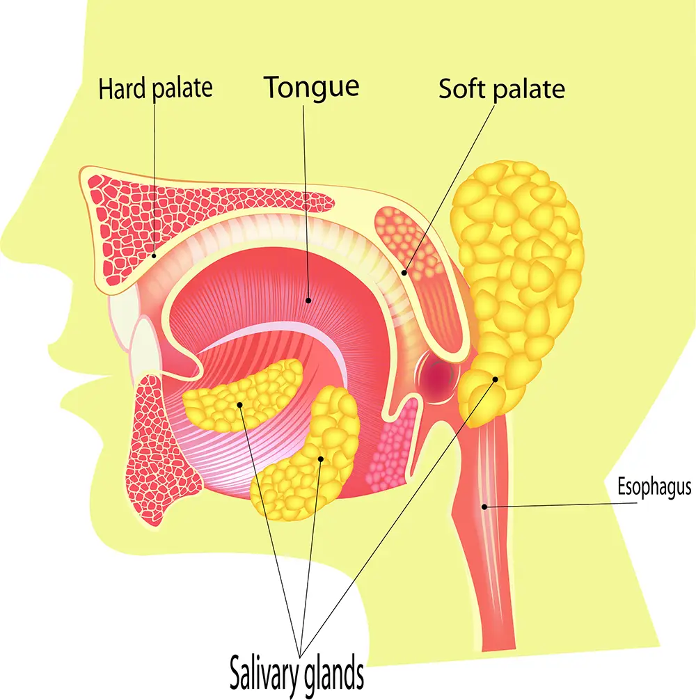 Illustration showing esophagus, tongue, soft palate, hard palate, and Salivary Glands